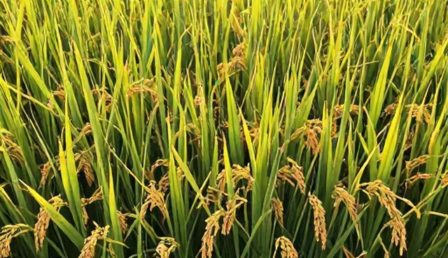 优质水稻种苗种植中两种做法的实际取舍